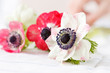 Anemone flowers