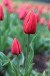 Tulpenfeld