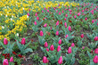 Tulpenfeld