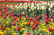 Flowerbed