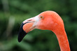 Flamingoportrait
