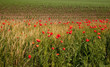 Poppy