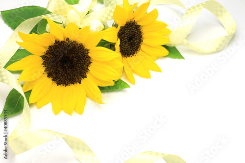 Photo: sunflower sunflower