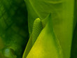 Skunk Cabbage
