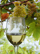 White wine and grapes reflected inside