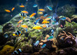 Coral reef and fishes.