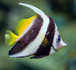 Photo: fish - Heniochus diphreutes fish - Heniochus diphreutes