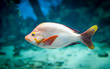fish - lutjanus gibbus