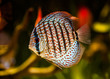 Symphysodon discus
