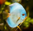 Symphysodon discus