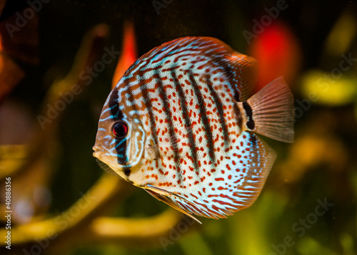 Foto: Symphysodon discus Symphysodon discus