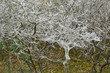 The caterpillars have spinselmot this whole bush in Meijendel'.