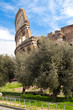 The Coliseum and olive trees