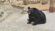 Himalayan black bear in a zoo