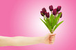 Hand with tulips on gradient