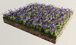 Fiori viola terreno sezione erba