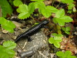 Alpensalamander