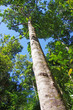 tall trees of the rain forest in Kuranda, Australia