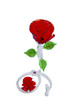Rosa de cristal tintado Rosa de cristal tintado