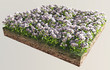 Fiori bianchi terreno sezione erba