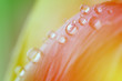 water drop on yellow petals