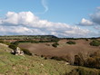 Versteinerter Wald bei Martis, Sardinien