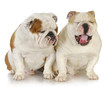 two bulldogs