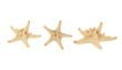Starfish isolated