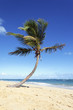lonely palm tree