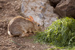 Wild rabbit