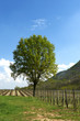 albero