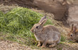 Wild rabbit