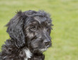 Cockapoo puppy