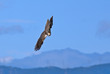 Circus aeruginosus.