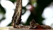 Video: Tropical butterfly morpho sucking nectar from a rotten fruit Tropical butterfly morpho sucking nectar from a rotten fruit