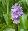 Water Hyacinth
