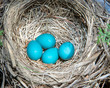 Robin's eggs, almost ready to hatch.