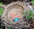 Baby robins, less than a day old.