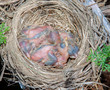 Newborn baby robins.