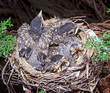Baby robins in the nest