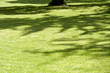 Abstract shadow of tree. Abstract shadow of tree.