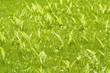 Botanical background. Green lawn with ferns. Botanical background. Green lawn with ferns.