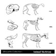 Vector: Vector illustration .Animal skeleton Vector illustration .Animal skeleton