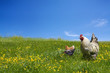 Chickens and cock on the green meadow Chickens and cock on the green meadow