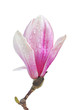 Magnolia flower in spring
