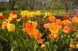 Foto: Blumen im Garten Blumen im Garten