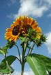 Foto: Sonnenblumen Sonnenblumen