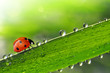 fresh morning dew and ladybird