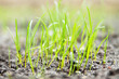 spring green grass