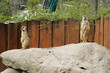 Erdmännchen